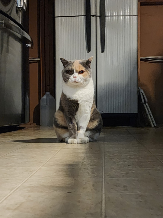 Pet