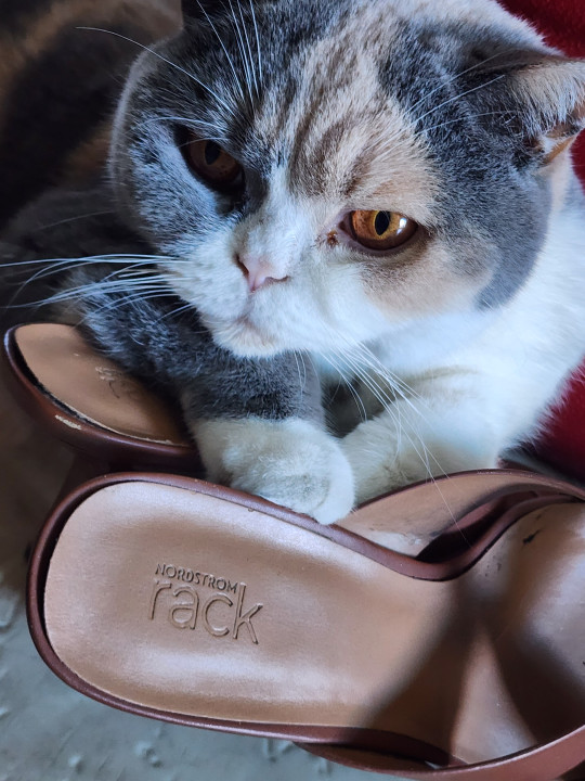Pet