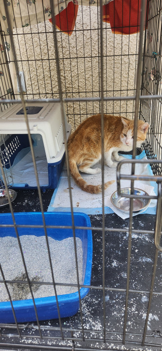 Pet