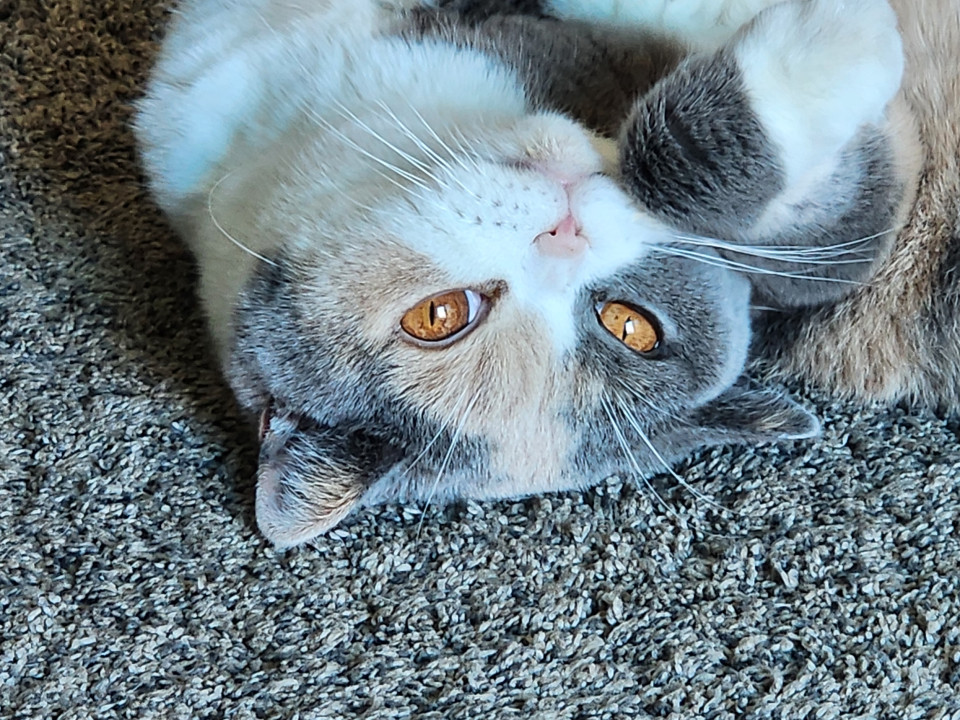 Pet