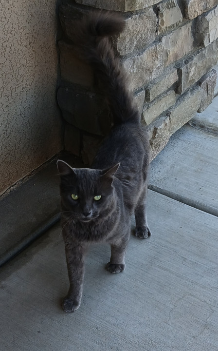 Pet
