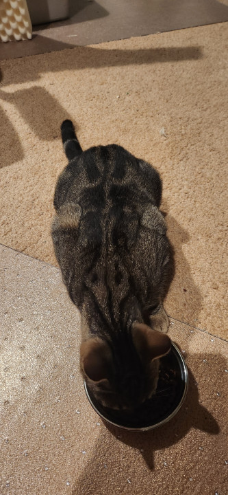 Pet