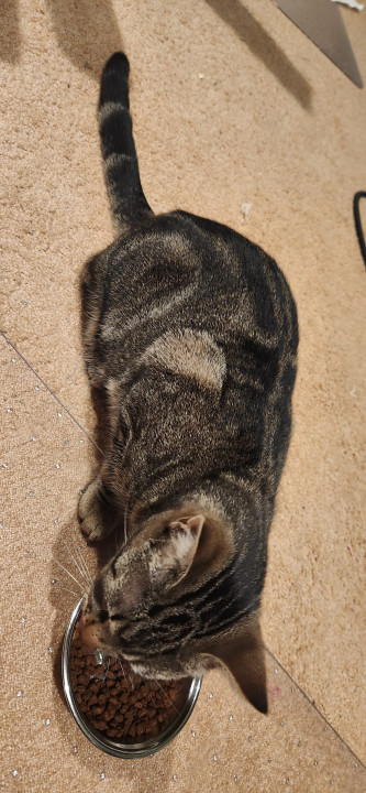 Pet