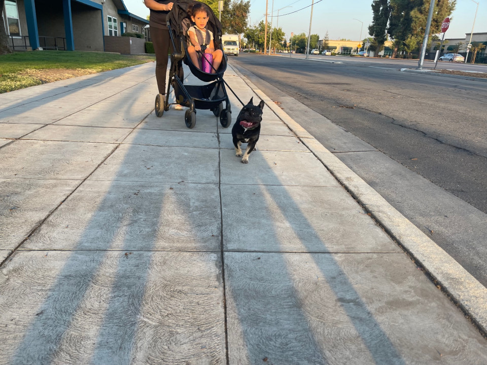 Pet