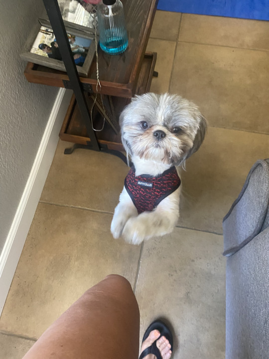 Pet