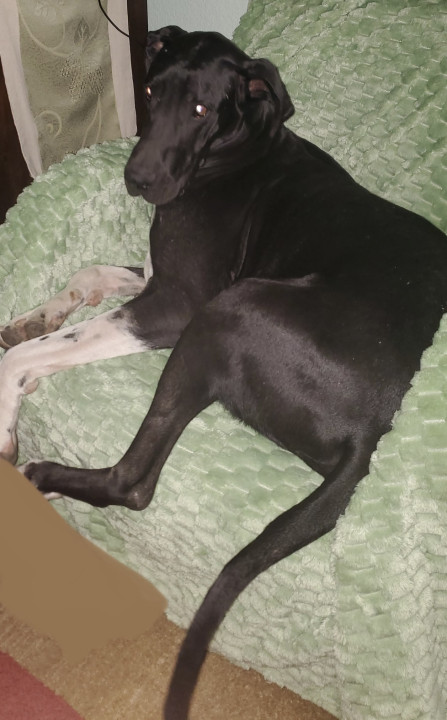 Pet