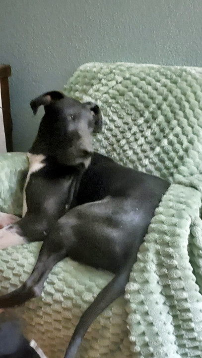 Pet