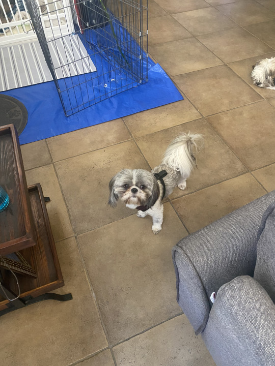 Pet