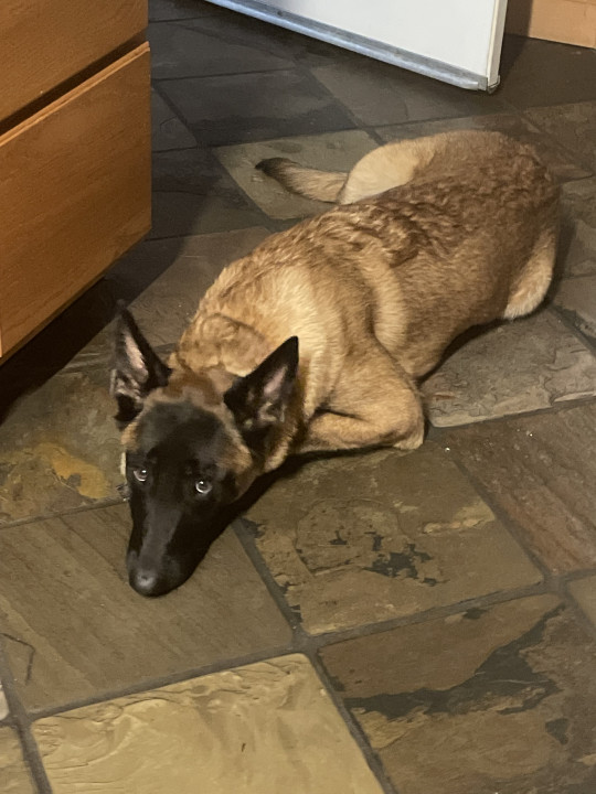 Pet