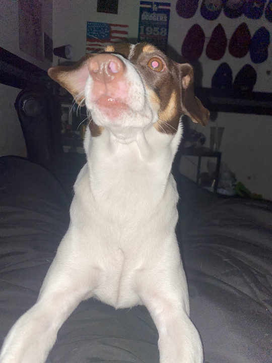 Pet
