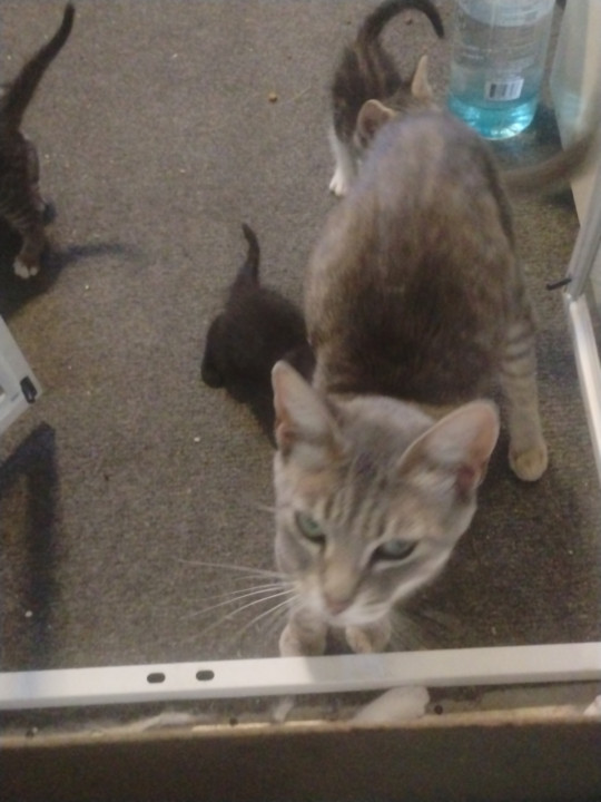 Pet