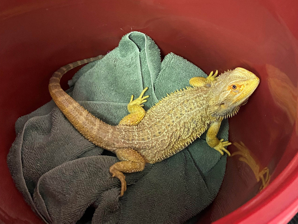 Pet