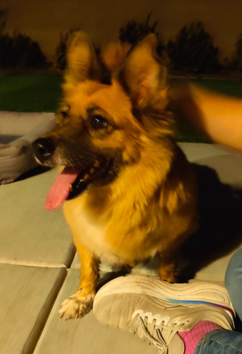 Pet