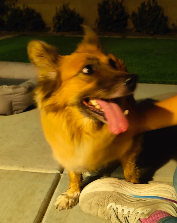 Pet