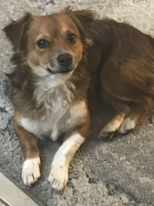 Pet