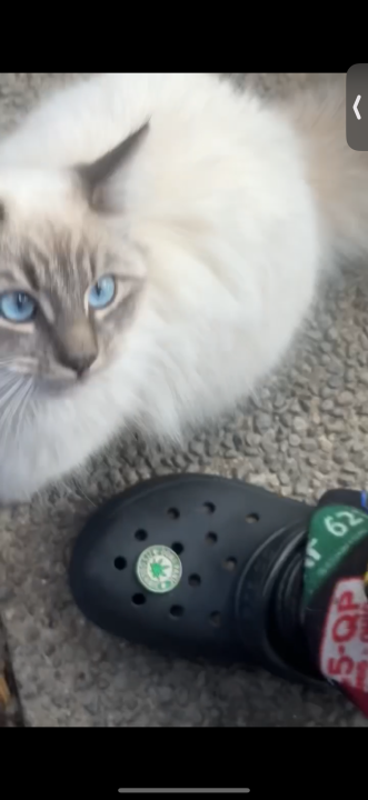 Pet