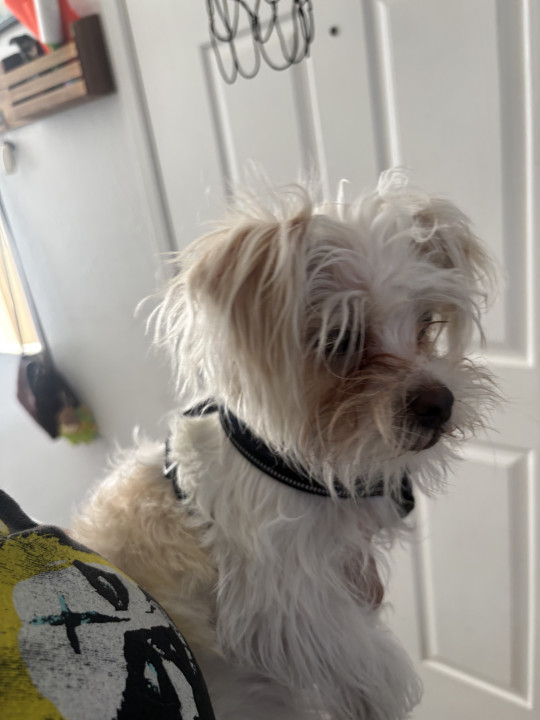 Pet