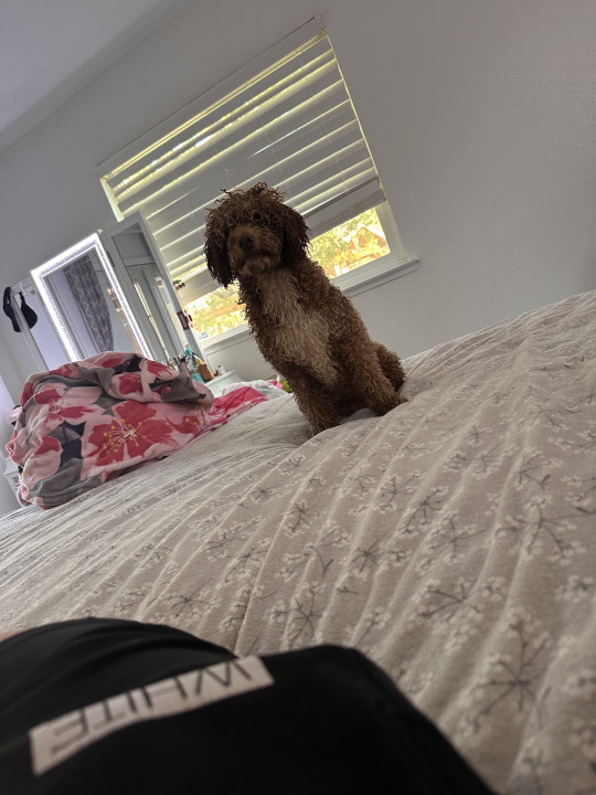 Pet