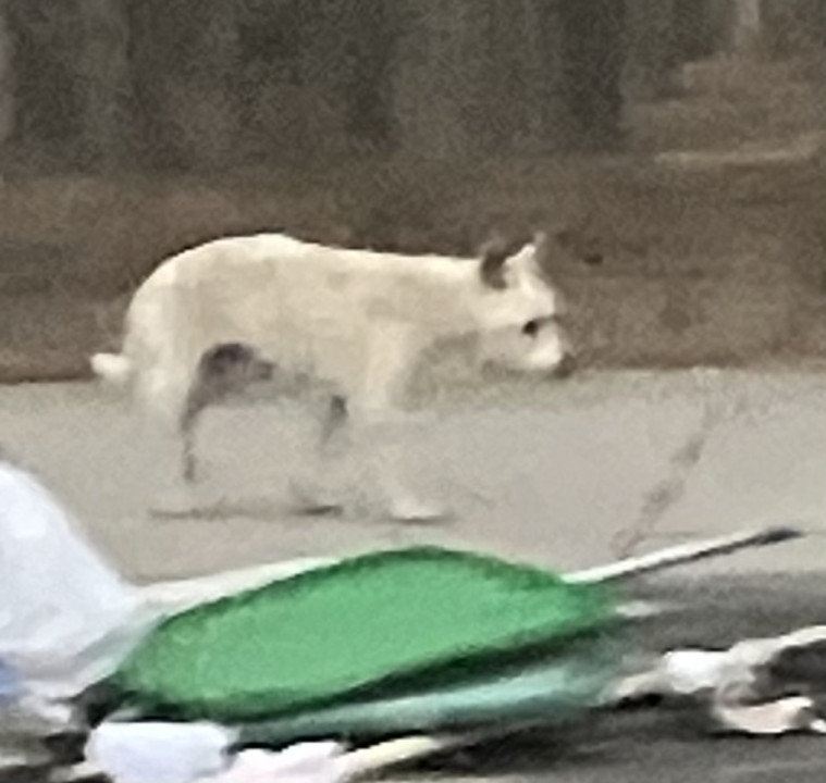 Pet