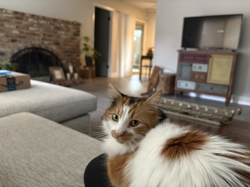Pet