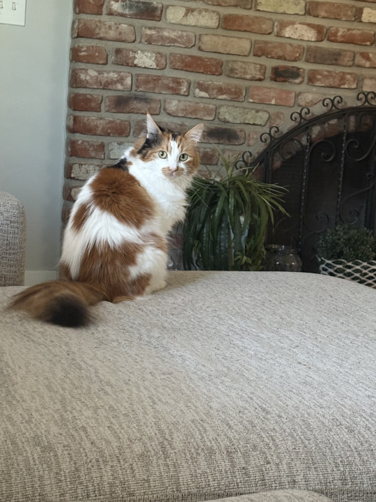 Pet