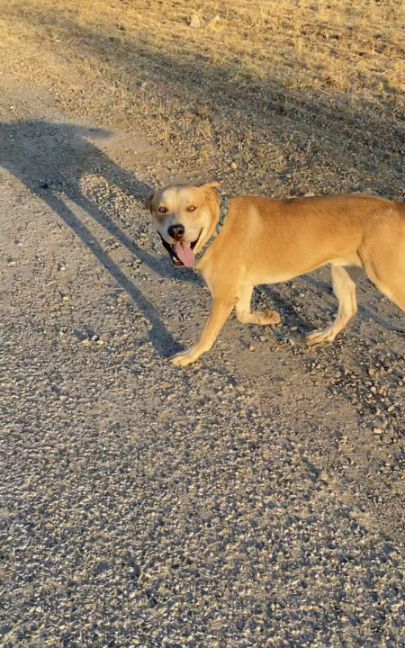 Pet