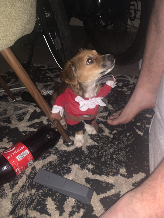Pet