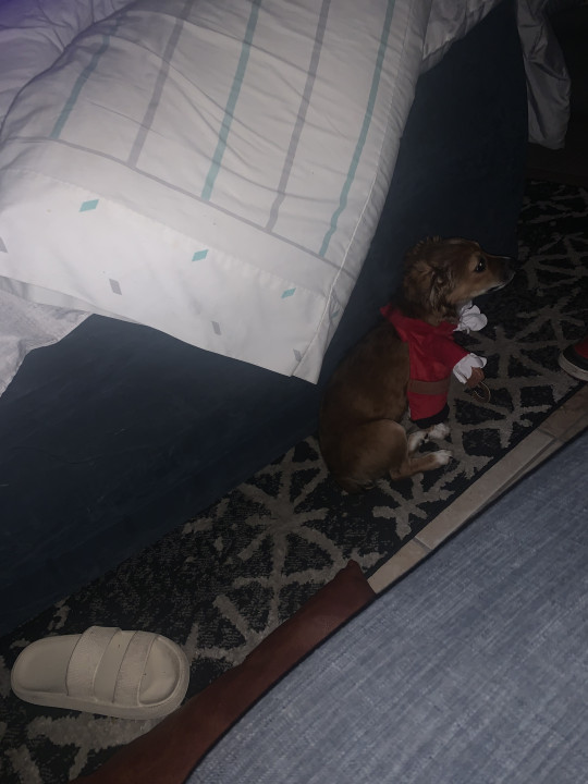 Pet