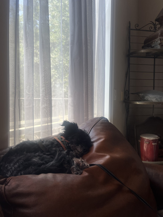 Pet