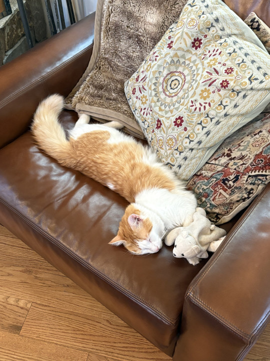 Pet