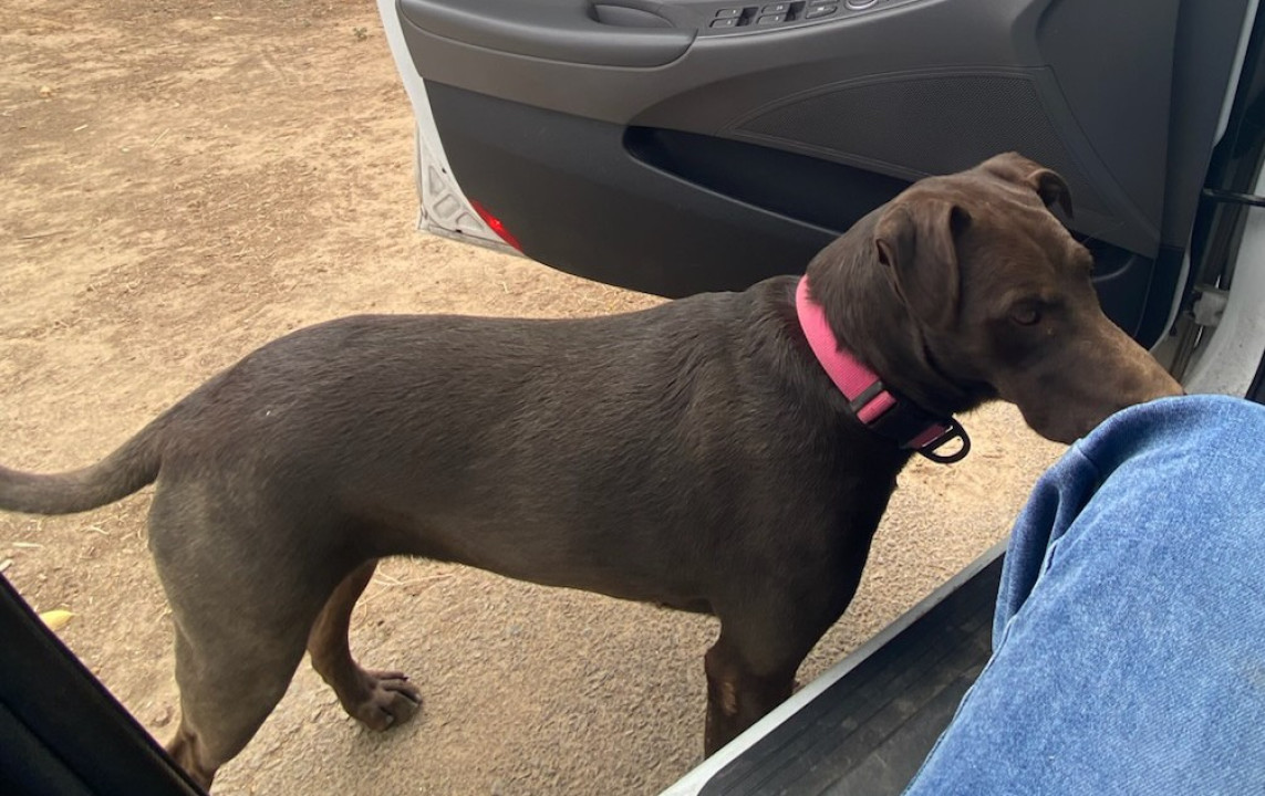 Pet