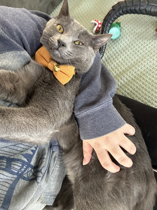 Pet