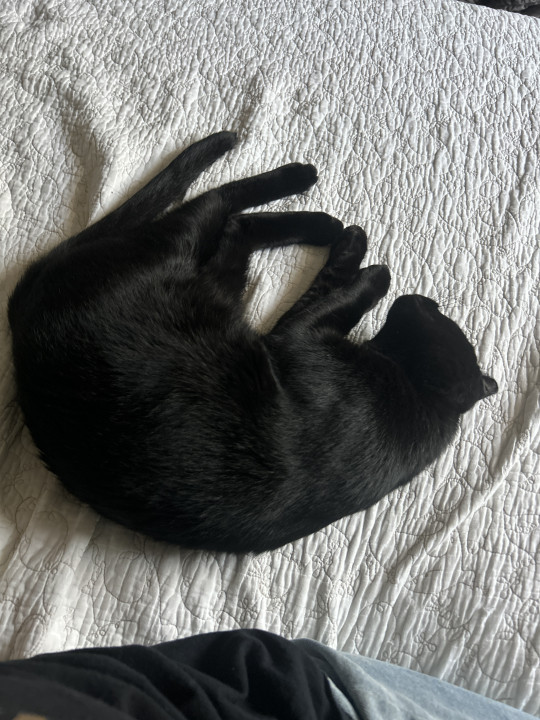 Pet
