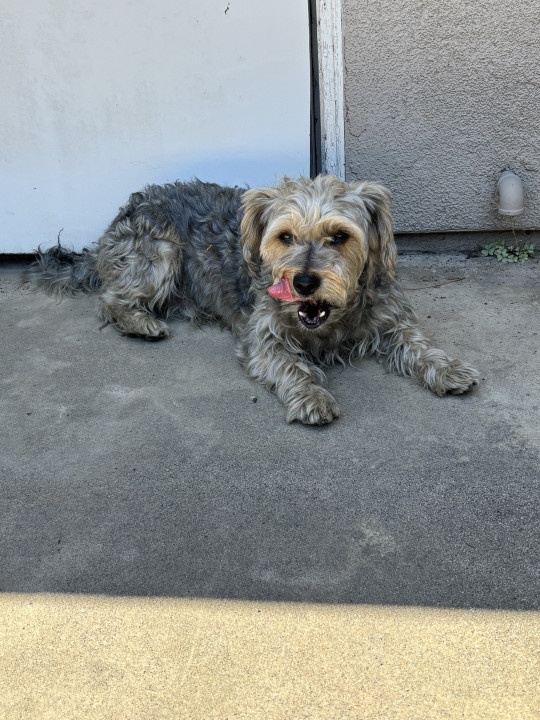 Pet