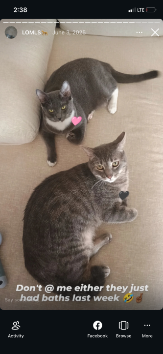 Pet