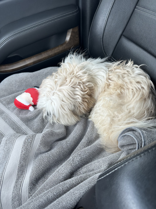 Pet