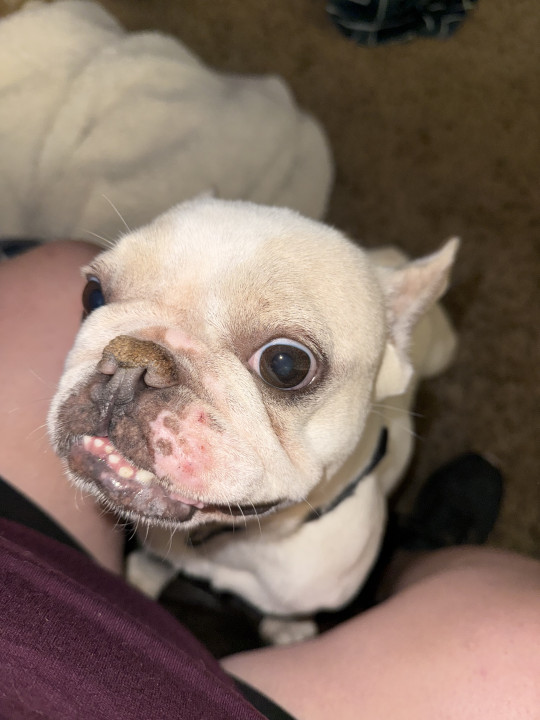 Pet