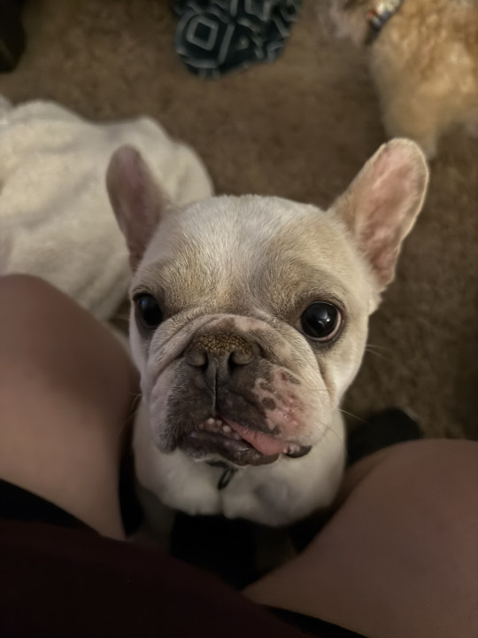 Pet