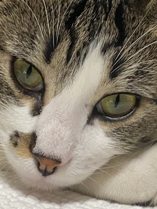 Pet