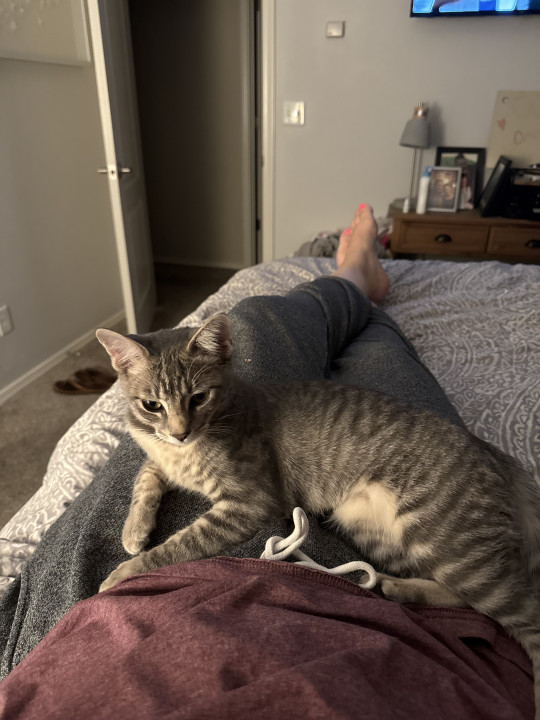 Pet