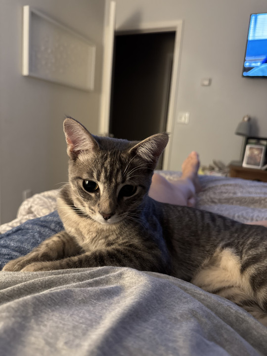 Pet