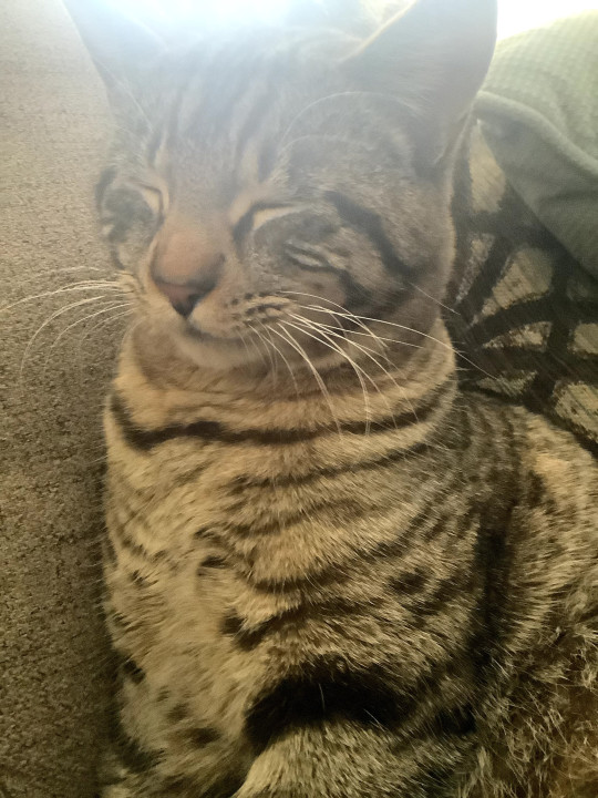Pet