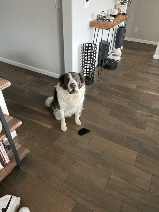 Pet
