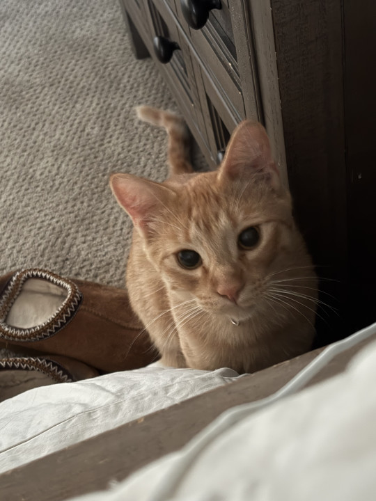 Pet