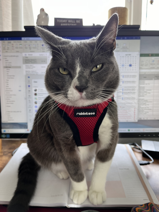 Pet