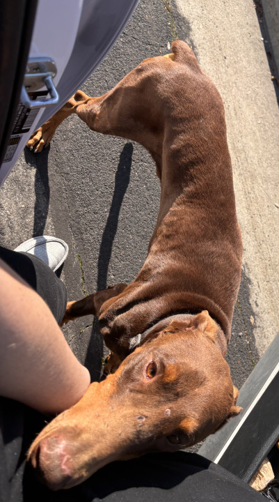 Pet