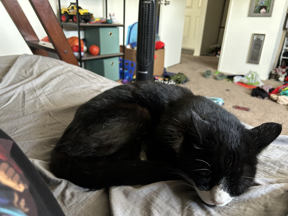 Pet