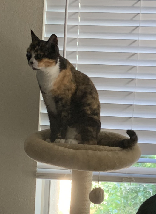 Pet