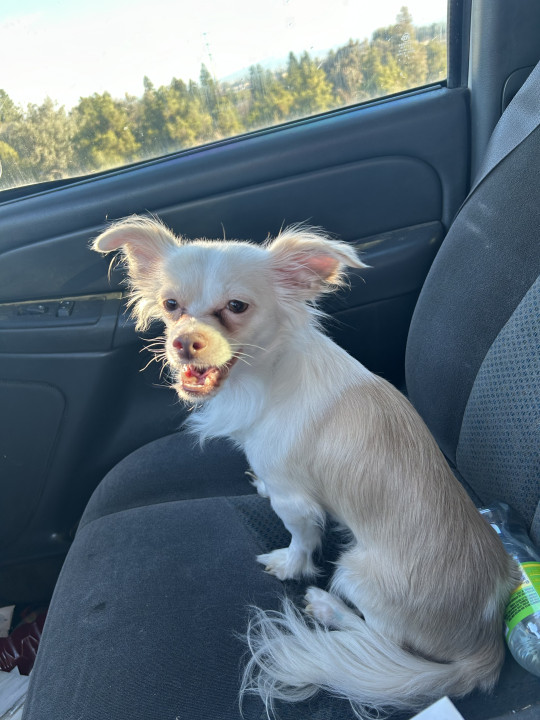Pet