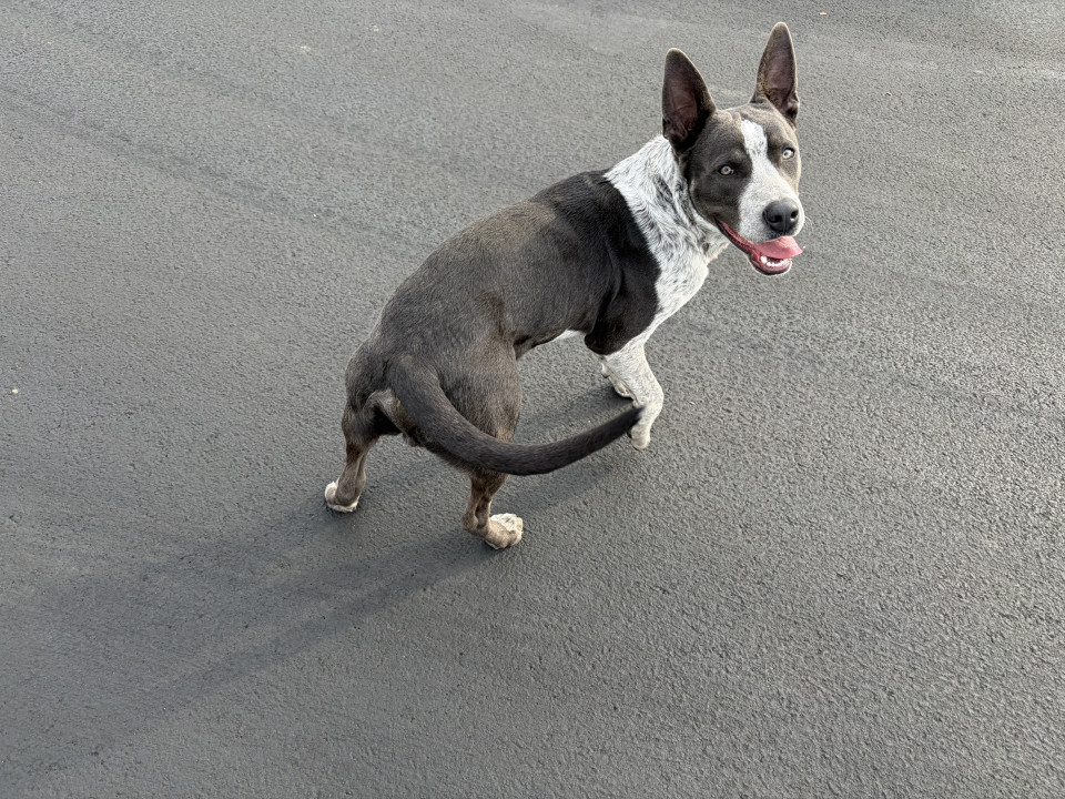 Pet